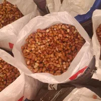 فروش فوری ، سنجد تازه محلی 100 در 100 ارگانیک