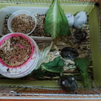 ۵عدد همستر کمپل مینیاتوری|موش و خرگوش|تهران, شارق|دیوار