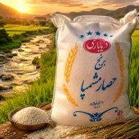 برنج صدری حصار مشمپا امساله «کالابرگ»