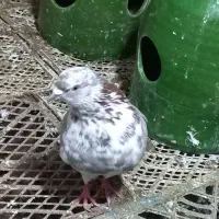 کبوتر پرشی|پرنده|رشت, حومه رشت|دیوار