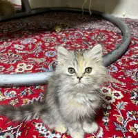 گربه بریتیش پرشین|گربه|کرمانشاه, |دیوار