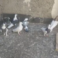 ۷عددکبوترپرشی ۱۴۰۰۰یک میلیون|پرنده|چناران, |دیوار