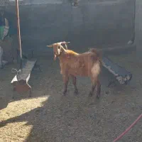 نربز دوبور|حیوانات مزرعه|خرقان, |دیوار