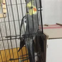 عروس هلندی|پرنده|اهواز, کوی بشارت|دیوار