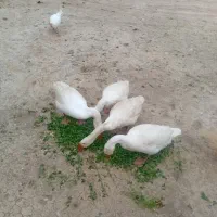 تعداد ۴ عدد قو غاز