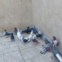 کبوتر پر دمبی نشون دار