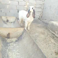 بره مری خوب|حیوانات مزرعه|هامون, |دیوار