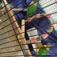 گرینجیک|پرنده|بم, |دیوار