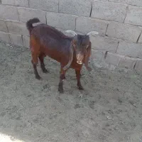 بزغاله سالم