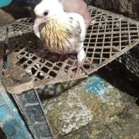 جوجه طوق معاوضه