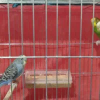 مرغ عشق و فنج با قفس و تجهیزات کامل|پرنده|تاکستان, |دیوار