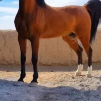 اسب نریان
