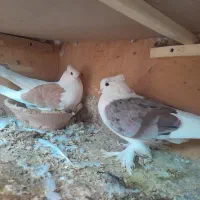 دوکت  پرپا