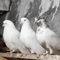 کفتر پرشتی