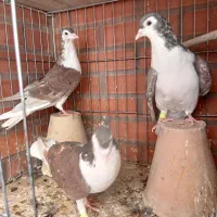 کبوتر سرخ دمگیر