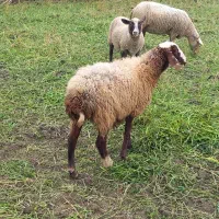 گوسفند آبستن وشیر کرده|حیوانات مزرعه|شیرگاه, |دیوار