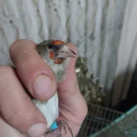 سهره پاییزه نر کرمانی