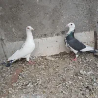 کبوتر|پرنده|یزد, |دیوار