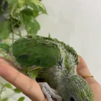 جوجه ملنگو سرلاکی