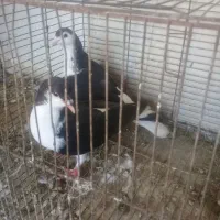 جفت ساده عروسک بدون غلط