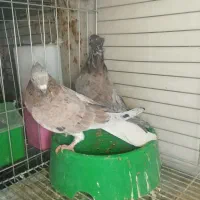 کبوتر سرور دم سفید|پرنده|یزد, |دیوار