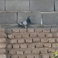کفتر پرشی پلاکی و پلنگ