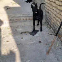 سگ مالینوز گارد نگهبان