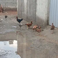 مرغ لاری|حیوانات مزرعه|باغستان, |دیوار