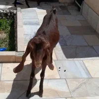 چپش نری کاموری