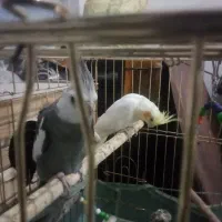 عروس هلندی سلام|پرنده|اسدآباد, |دیوار