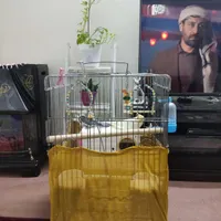 سه عدد هلندی بالغ نر سخنگو|پرنده|بومهن, |دیوار