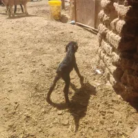 بزغاله شیری ماده