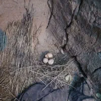 مرغ و خروس محلی و مرغ مصری|حیوانات مزرعه|خواجه, |دیوار