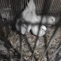 کبوتر زینتی|پرنده|کردیان, |دیوار