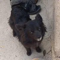 سگ پاکوتاه