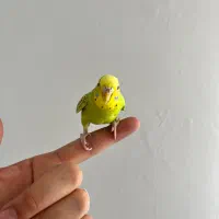 یک جفت مرغ عشق