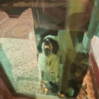 واگذاری سگ قدرجونی