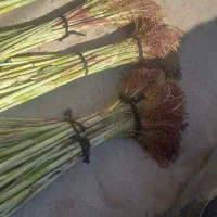 جارو کاشت