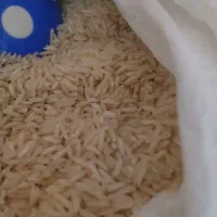 برنج طارم هاشمی
