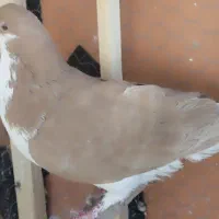 چپ زرد|پرنده|نیشابور, مدرس|دیوار