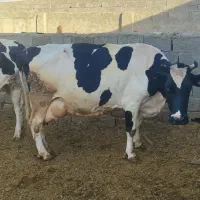 گاو هلشتاین یک هفته به زایمان به شرط 40تا شیر