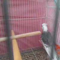 عروس هلندی نر