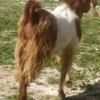 پازن درجم|حیوانات مزرعه|جم, |دیوار