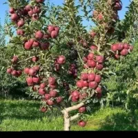 نهالستان سبز انواع نهالهای پربار وپیوندی|خدمات باغبانی و درختکاری|آمل, |دیوار