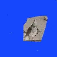 چند جفت کفتر