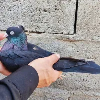 ماده سیاه