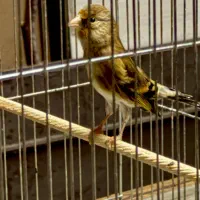 سهره قناری نر