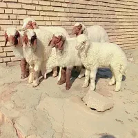 بره اصلی درجه یک سفید