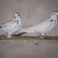 کبوتر|پرنده|ماکو, |دیوار