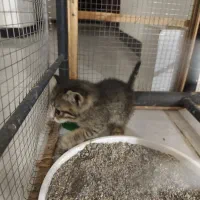 واگذاری رایگان توله گربه